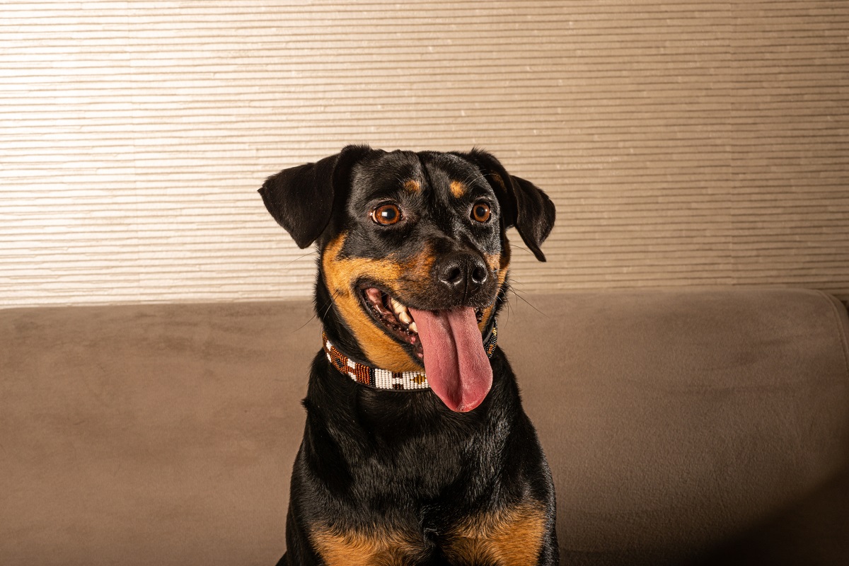 Titi Bumo - Escogido - Imagen 6