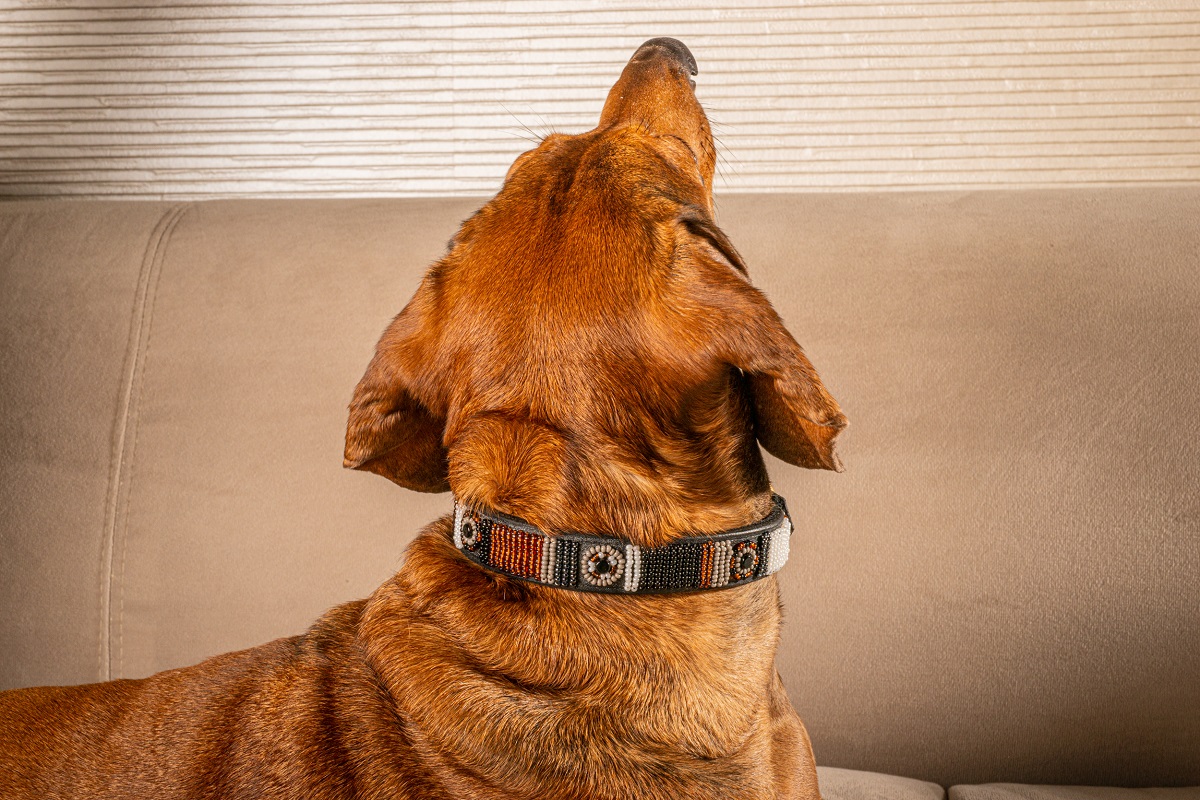 Awati - Consentido - Imagen 7