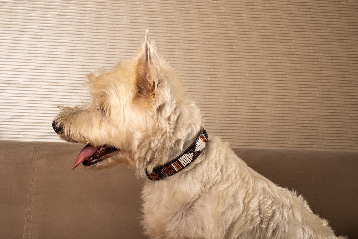 Titi Bumo - Escogido - Imagen 7