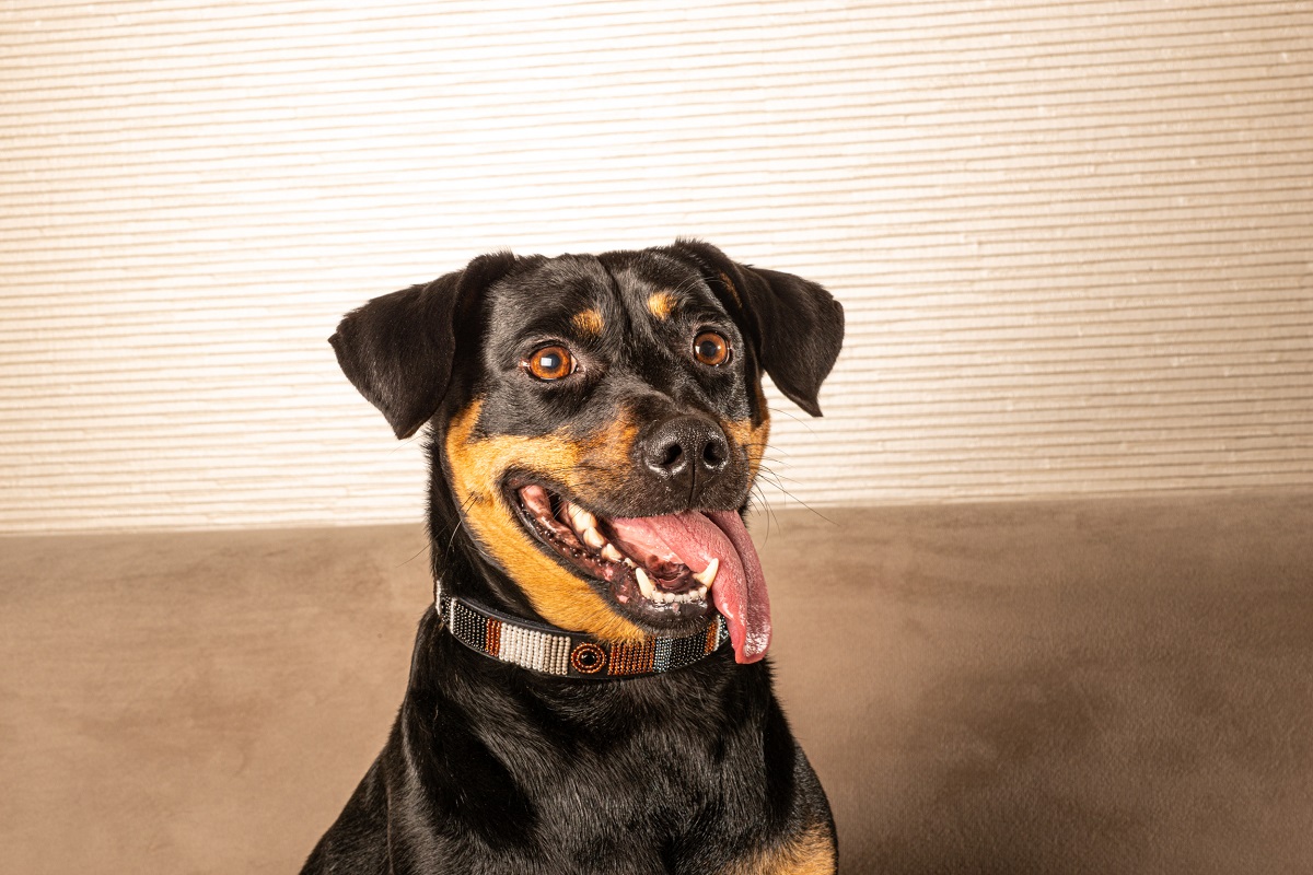 Awati - Consentido - Imagen 9